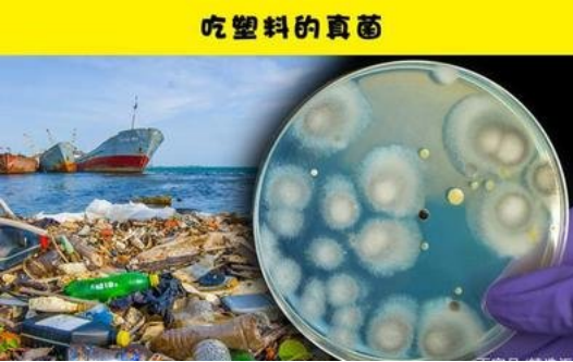 能在温和条件下高效降解PBAT塑料的海洋微生物酶首次被发现